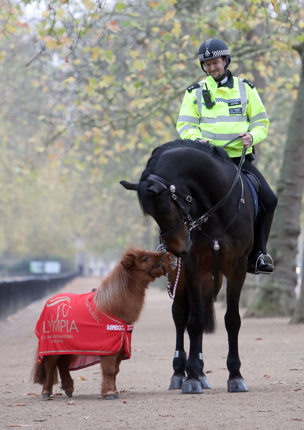 A horse and Shetland pony rub noses.