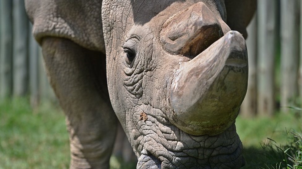 white rhinoceros