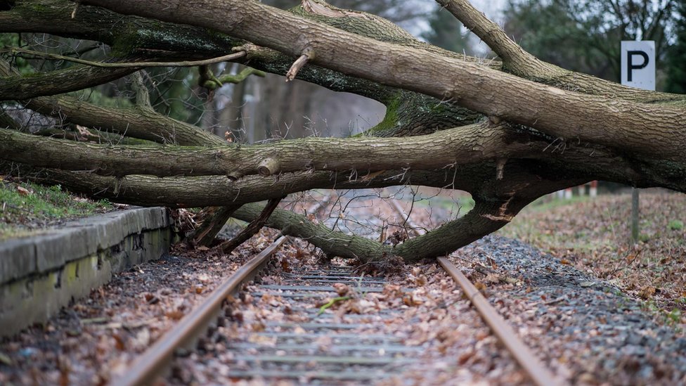 An uprooted tree lays on the rails in Muenster, northwestern Germany, on January 18, 2018, as many parts of the country are hit by cyclone 