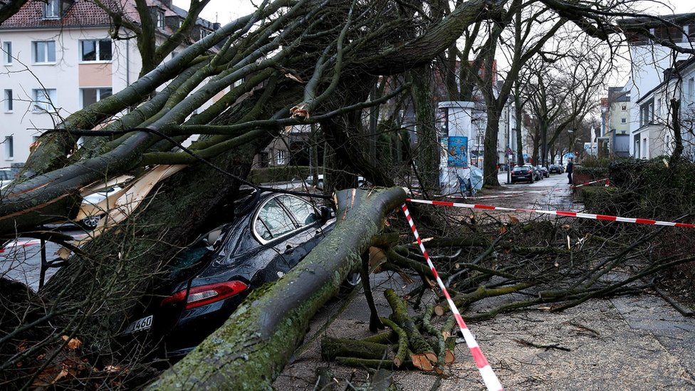 car crushed and surrounded by a fallen tree