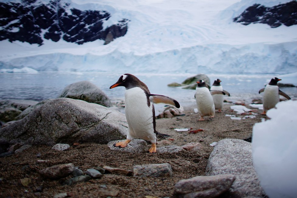 گلیشیئر پنگوئن