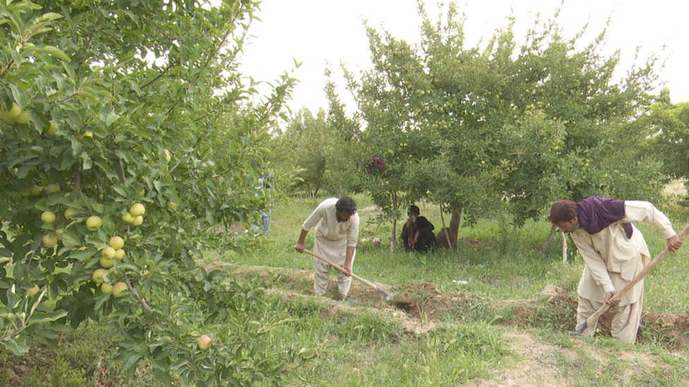 سیبوں کا باغ