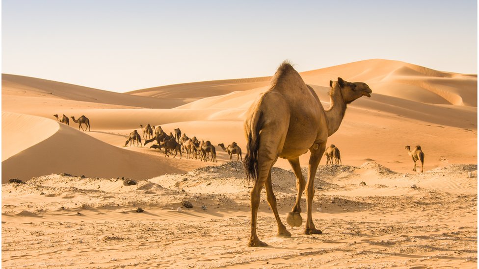 Desert and camels