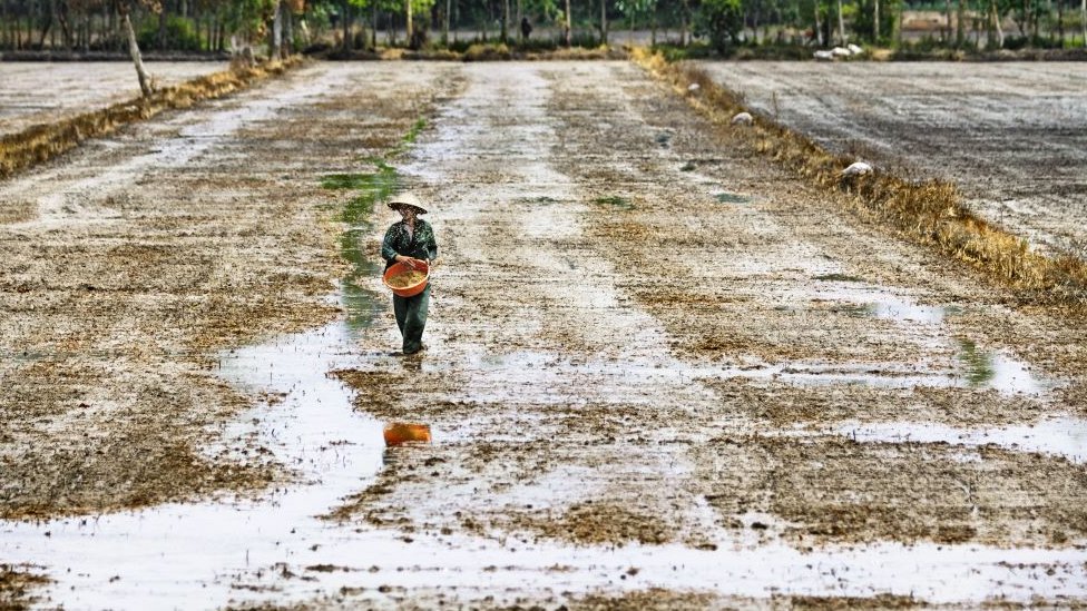 Rural labour in Vietnam