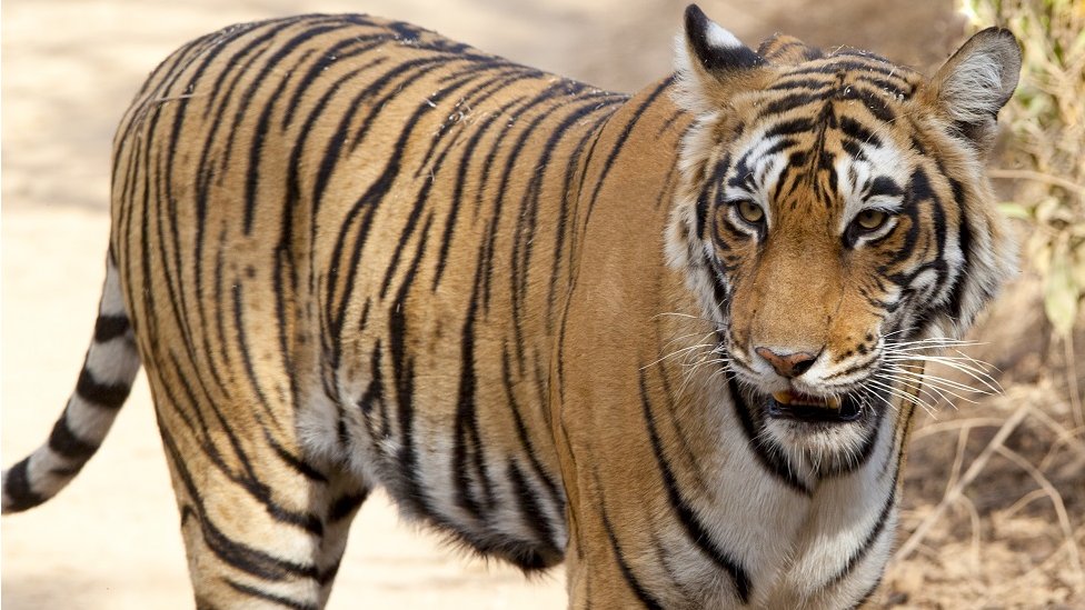 A tiger in a sandy area