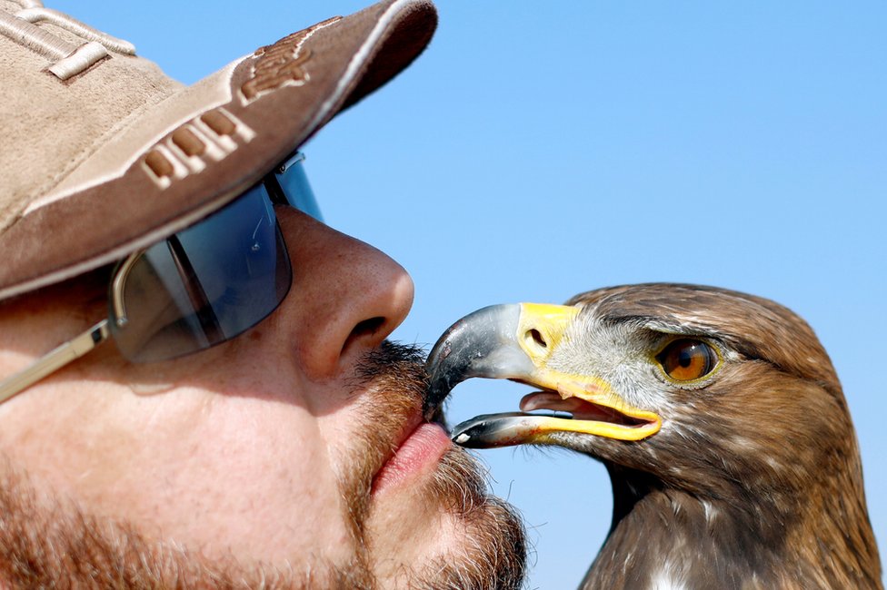 Yasser al-Khawanky feeds his hunting Golden eagle during a celebration by Egyptian clubs and austringers on World Falconry Day at Borg al-Arab desert in Alexandria, Egypt, November 17, 2018