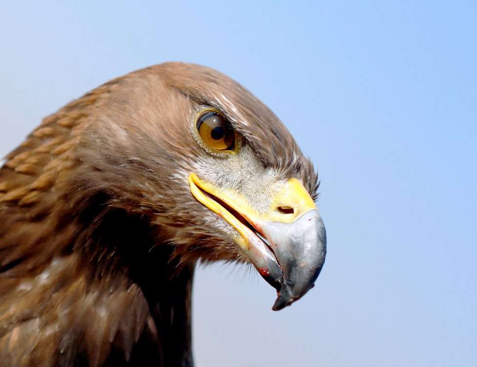 A Golden Eagle at Borg al-Arab desert in Alexandria, Egypt, November 17, 2018