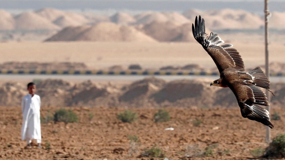 A Bedouin boy looks at falcon during a celebration with Egyptian clubs and austringers on World Falconry Day at Borg al-Arab desert in Alexandria, Egypt, November 17, 2018