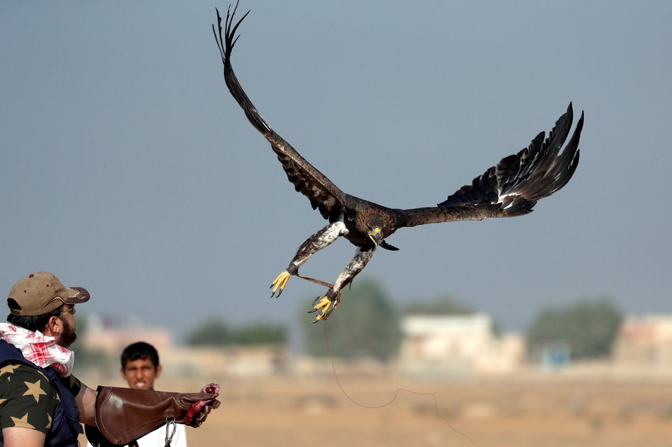 Yasser al-Khawanky releases his hunting Golden eagle during a celebration by Egyptian clubs and austringers on World Falconry Day at Borg al-Arab desert in Alexandria, Egypt, November 17, 2018
