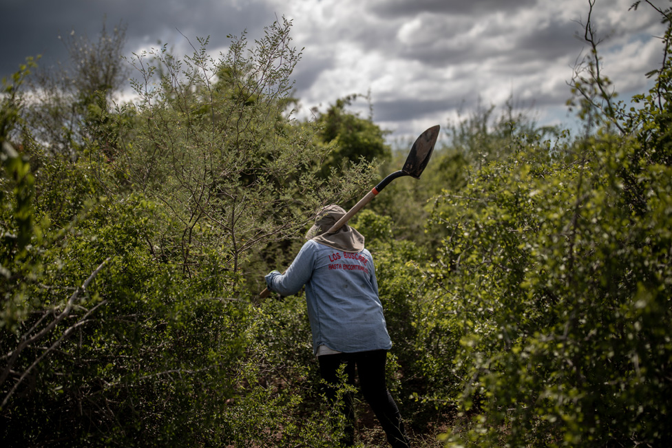 A member of the Searchers walks into some bushes to look for remains