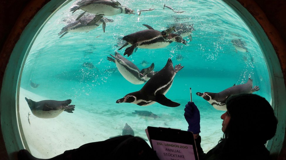 A zoo keeper poses with Humboldt penguins during the annual stock take at the ZSL London Zoo