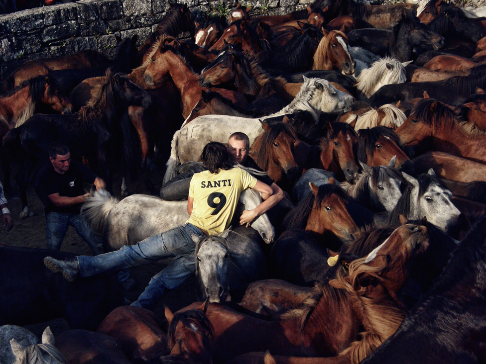 Horses at a festival in Galicia