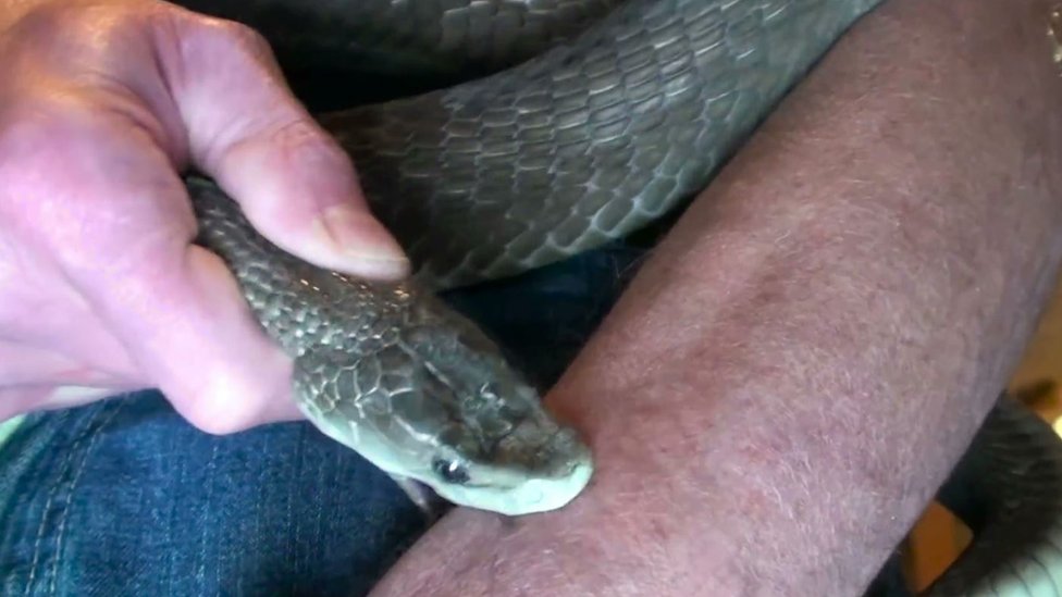 ٹم فرائیڈ ایک سانپ سے اپنے آپ کو ڈسواتے ہوئے