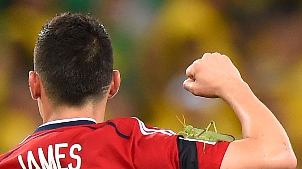 Colombia's James Rodriguez celebrates a goal with a locust on his arm during a World Cup game in Brazil in 2014