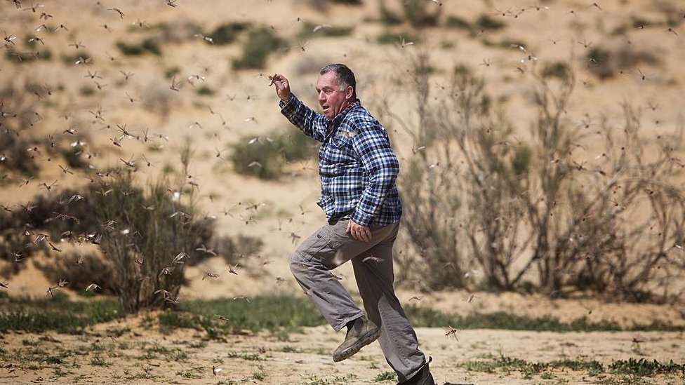 Man involved by a swarm of locusts in Israel in 2013