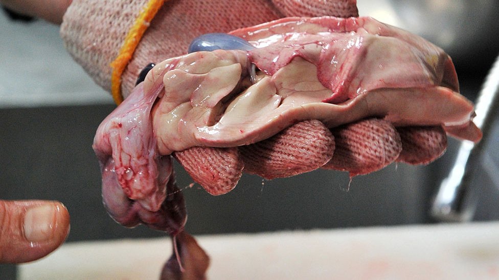 Hand holding internal organs of a puffer fish