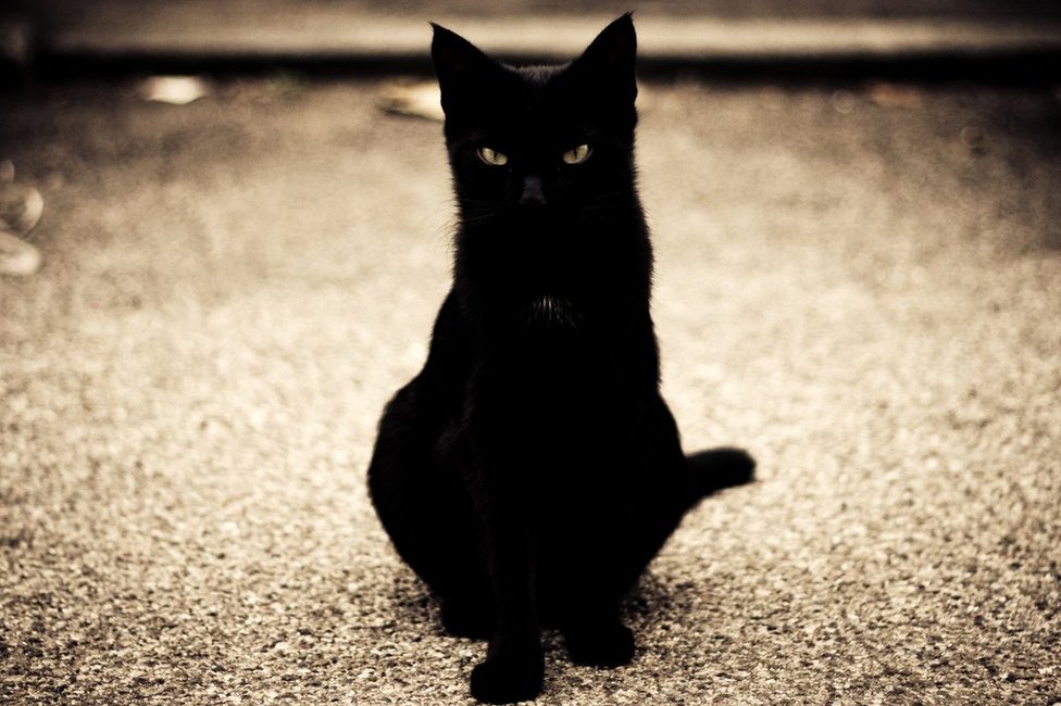 Black cat