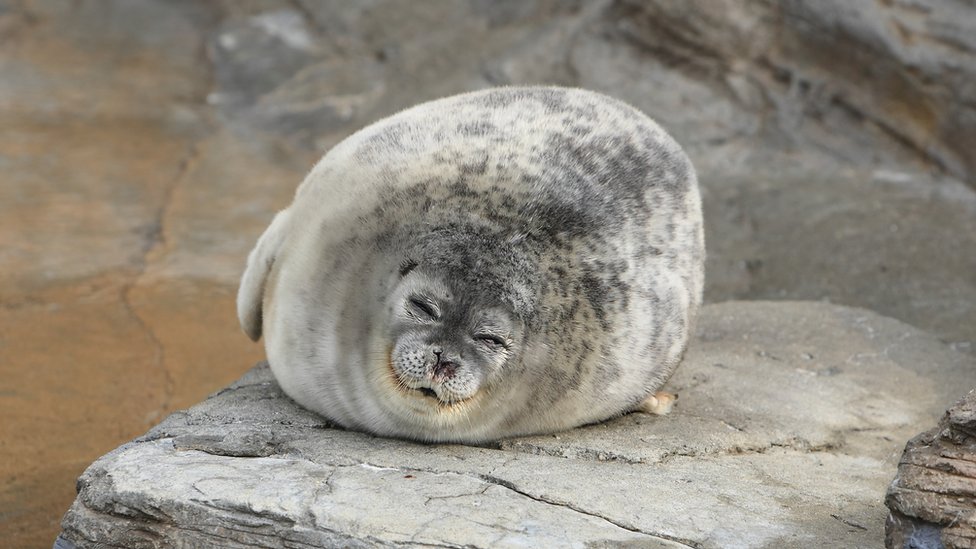 A sleepy seal - stock photo