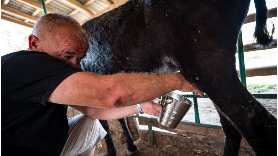 A farmer milks a donkey