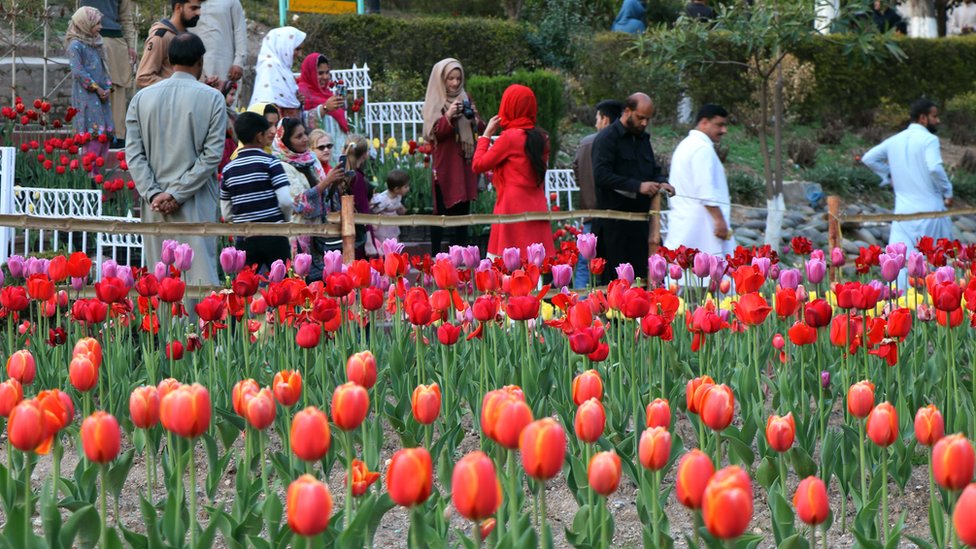 باغ یکجہتی کشمیر گل لالہ