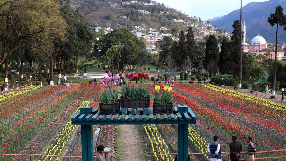 باغ یکجہتی کشمیر گل لالہ