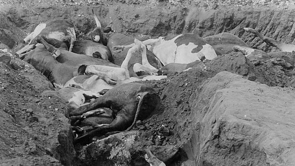 Dead oxen, some partly buried, thought to have died from Rinderpest