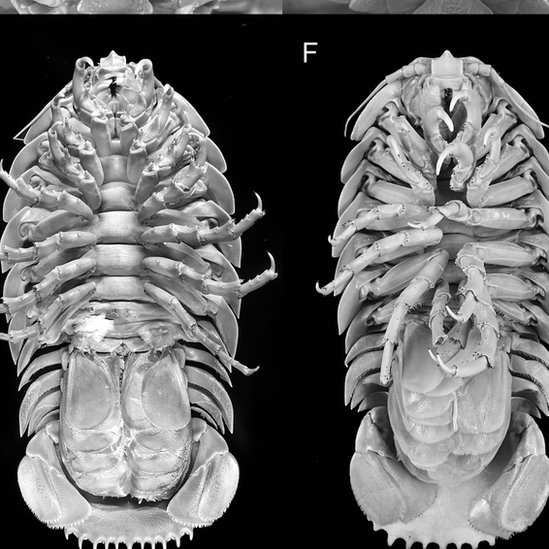 Bathynomus