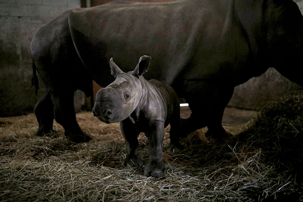 A baby white rhino stands next to his mother