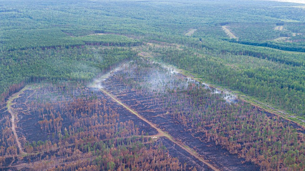 Burnt land after the fire