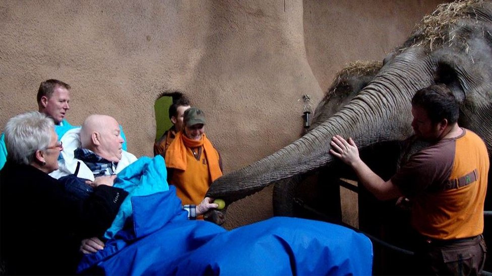 A man in stretcher giving an apple to an elephant