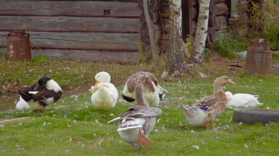 Ducks and geese