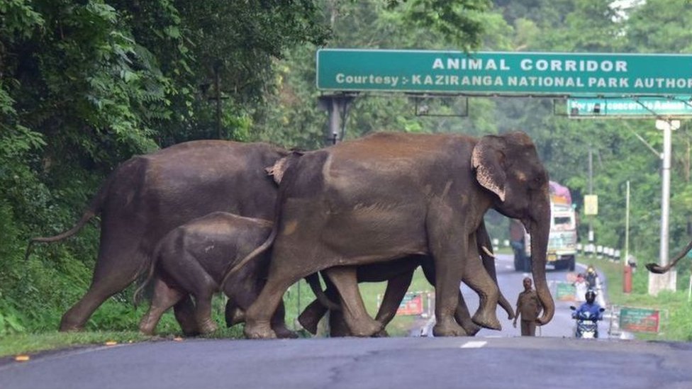 کازیرنگا نیشنل پارک میں بارش كے موسم میں جانوروں کو زیادہ خطرہ ہے
