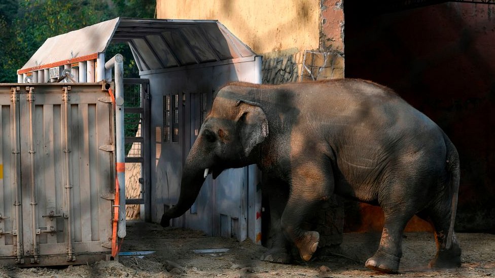 Kaavan is enticed into the crate at the Marghazar Zoo in Islamabad on November 11, 2020