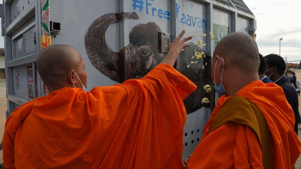 Buddhist monks bless Kaavan