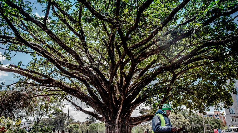 A fig tree that has been saved from being cut down to make way for a high way in Nairobi, Kenya