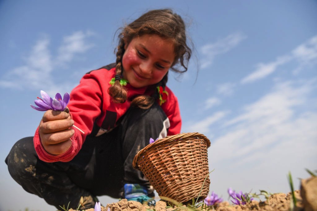 کشمیر، زعفران