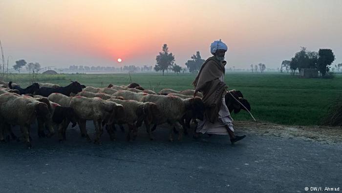 بھٹھی والیے، چنبے دیئے ڈالیے