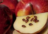 سیب کے بیج زہریلے ہیں  یا فائدہ مند؟