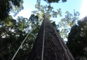 ملائیشیا: ’ٹراپیکل‘ خطے میں طویل القامت درخت دریافت، ’مینارا‘ درخت کی اونچائی 100 میٹر
