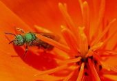 تائیوان: خاتون کی آنکھ سے چار زندہ مکھیوں کو نکال لیا گیا