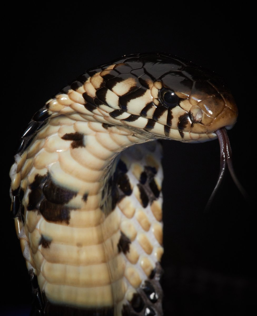 Forest Cobra