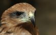 آسڑیلیا کے جنگلات میں آگ پھیلانے والے عقاب : ”اک دیومالائی داستان یا حقیقت“