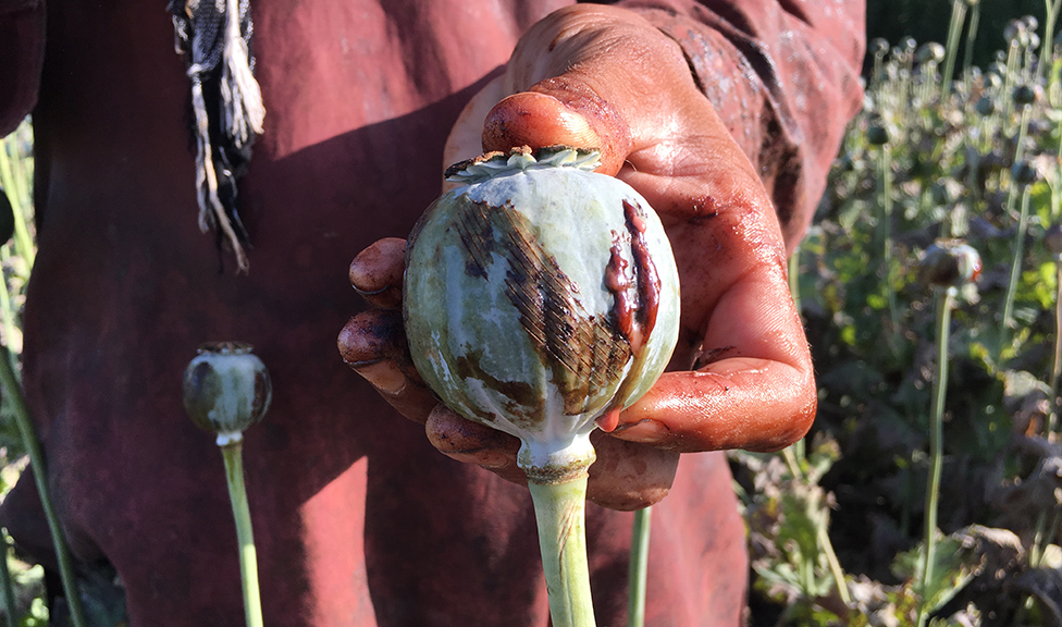 a famer holds an opium poppy