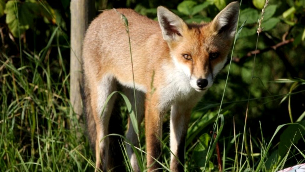 urban fox, file pic