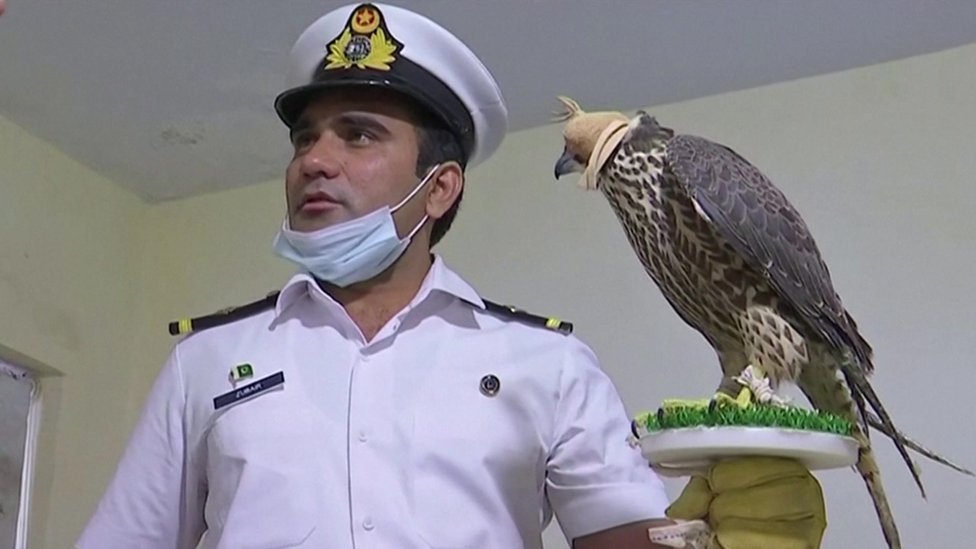A Pakistani official holds a falcon