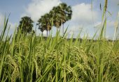 بھارت کی باسمتی چاول کو اپنی مخصوص پیداوار قرار دلوانے کی کوشش، پاکستان کی مخالفت