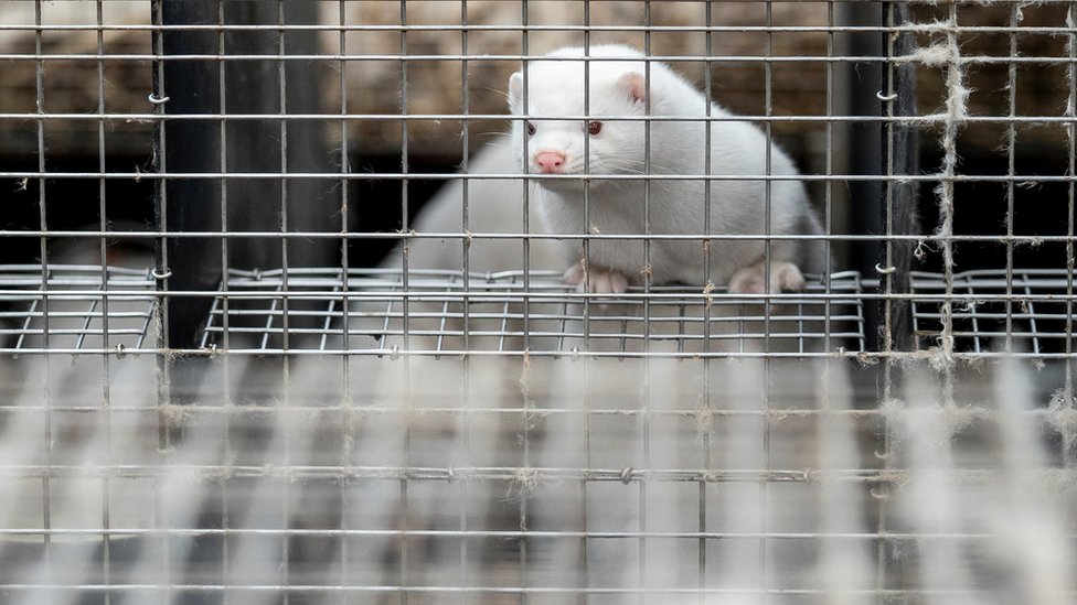 A caged mink is seen at the farm of Henrik Nordgaard Hansen and Ann-Mona Kulsoe Larsen near Naestved, Denmark, November 6, 2020