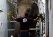 کاون: دنیا کا ’تنہا ترین‘ ہاتھی پاکستان سے اپنے نئے گھر کمبوڈیا پہنچ گیا