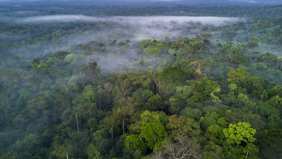 The Amazon rainforest