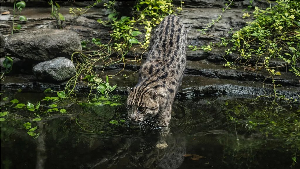 Though the cats range across 11 countries, very little is known about them (Credit: Ulat Ifanstasi/Getty Images)